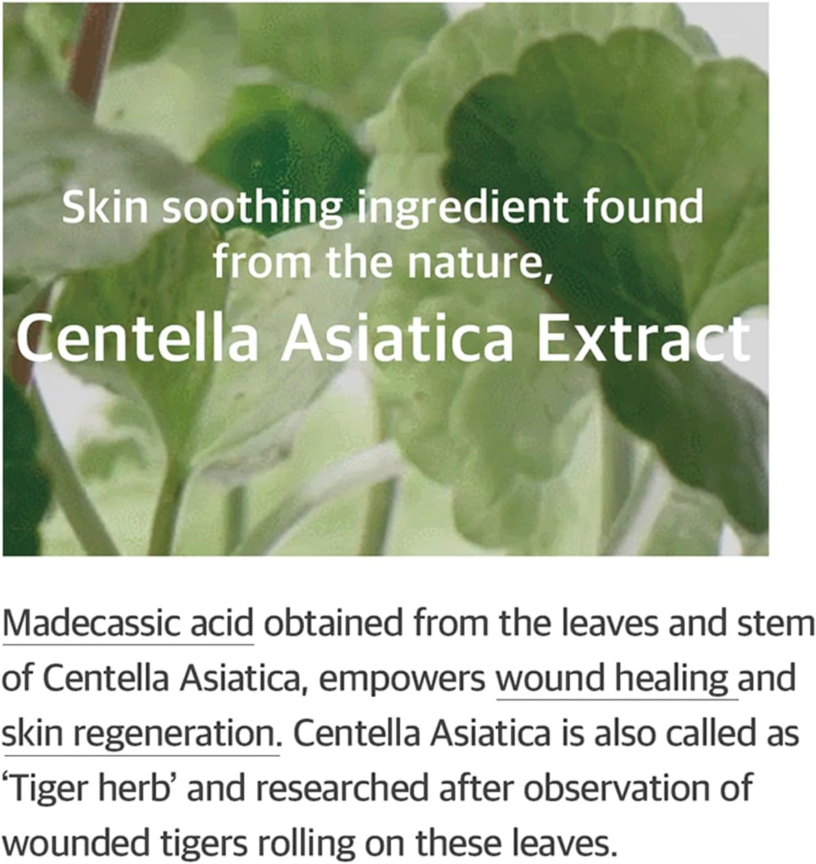 mixsoon Soondy Centella Asiatica Essence 100ml